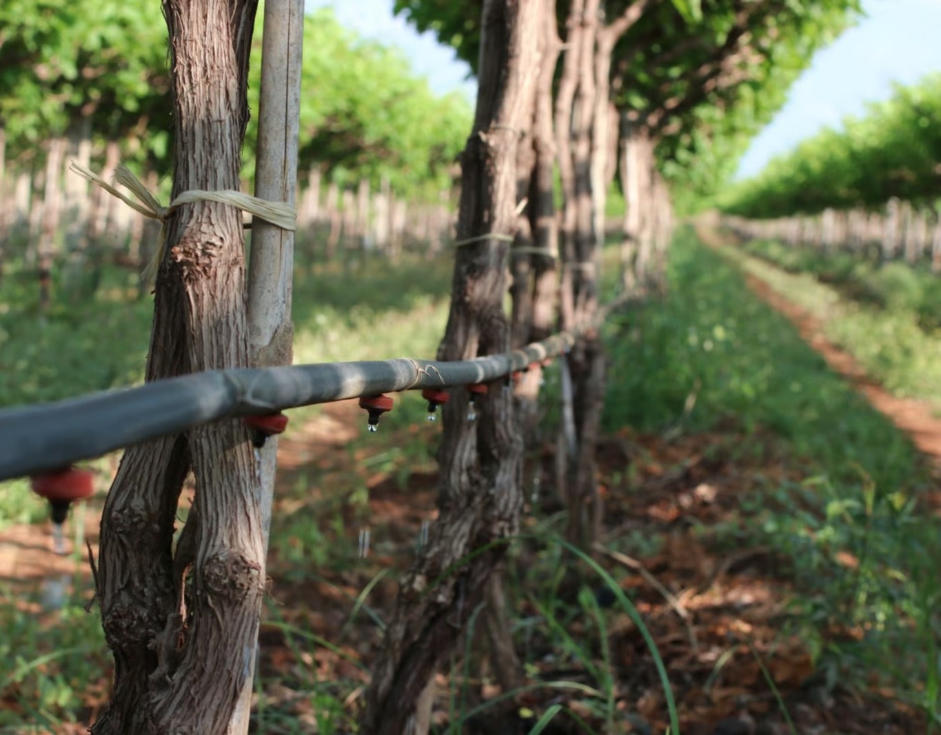 Sustainability at Abhipraj Exports