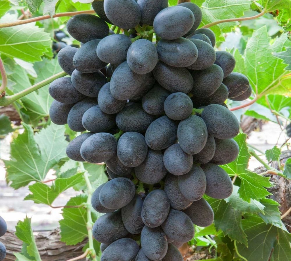 Jumbo Black Grapes