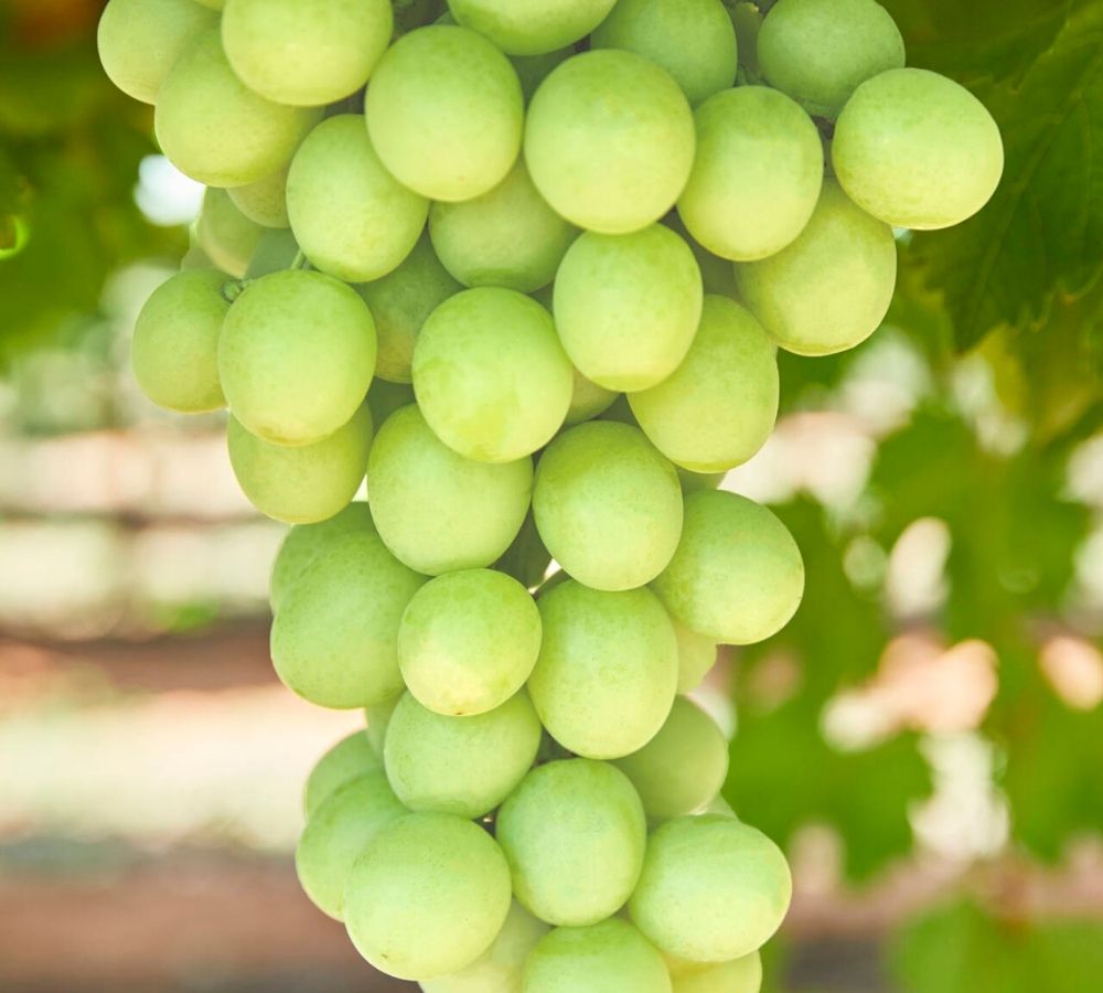 Thompson Seedless Grapes